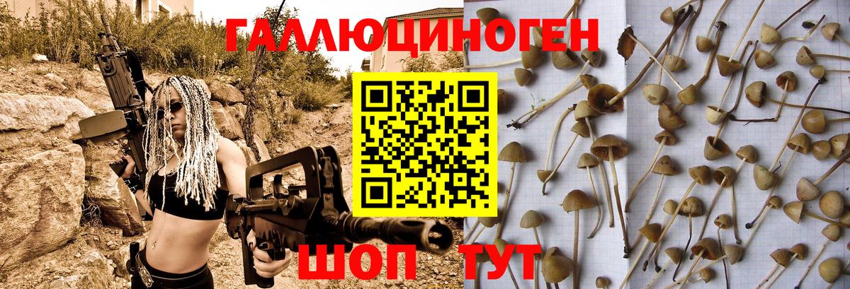 Псилоцибиновые грибы Psilocybe Малоярославец